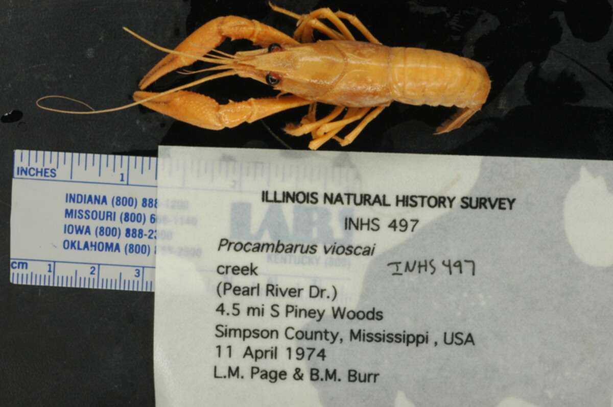 Procambarus vioscai image